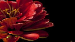 Flowers close-up black background red flowers