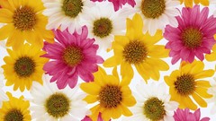 Flowers close-up colors