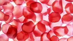 Flowers close-up flower petals