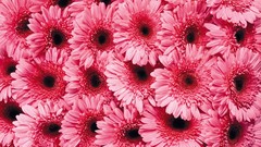 Flowers close-up gerber daisy