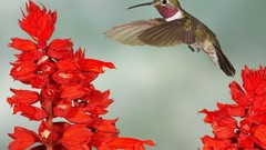 Flowers close-up hummingbirds