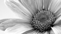 Flowers close-up macross