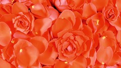 Flowers close-up orange flowers