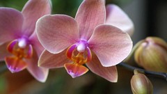 Flowers close-up Orchids