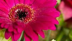 Flowers close-up pink flowers