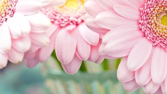 Flowers close-up pink flowers gerbera flower