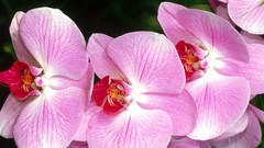 Flowers close-up pink flowers Orchids
