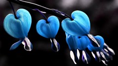 Flowers close-up selective coloring Bleeding Hearts