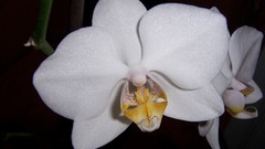 Flowers close-up white flowers Orchids