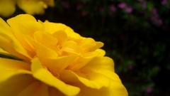 Flowers close-up yellow flowers