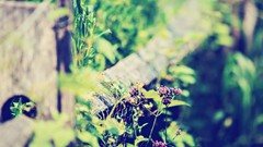 Flowers clouds fences