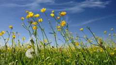 Flowers clouds photograph