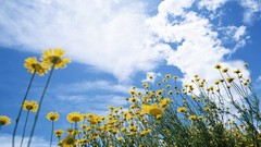 Flowers clouds Plants Daisy yellow flowers skyscapes