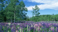 Flowers clouds purple flowers lavender fields