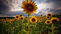 Flowers clouds Sunflowers skyscapes