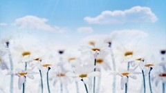 Flowers clouds white flowers chamomile