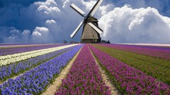 Flowers clouds windmills Netherlands north fields holland