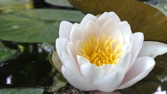 Flowers clover multicolor