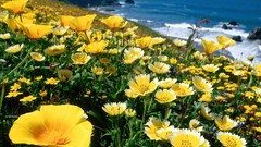 Flowers coast California yellow flowers