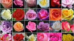 Flowers collage mosaic roses