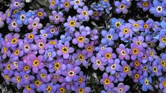 Flowers Colorado mount Alpine Colorado