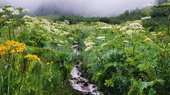 Flowers Colorado streams Wildflowers forests