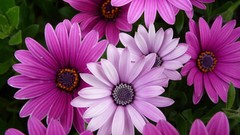 Flowers colors purple flowers