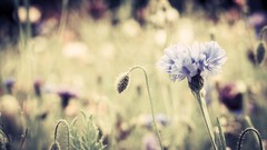 Flowers cornflowers