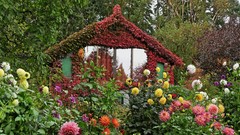 Flowers cottage British Columbia walk dahlias