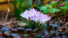 Flowers crocus