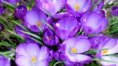 Flowers crocus