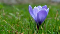 Flowers crocus