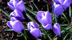 Flowers crocus