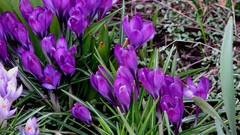 Flowers crocus