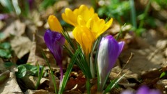 Flowers crocus depth of