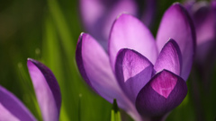 Flowers crocus purple flowers