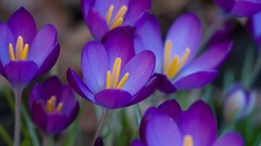 Flowers crocus purple flowers