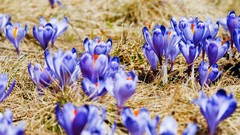 Flowers crocus purple flowers
