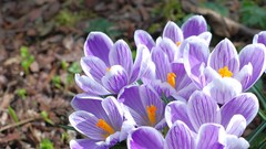 Flowers crocus purple flowers