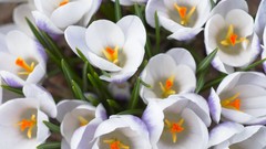 Flowers crocus white flowers