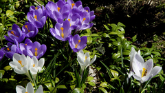 Flowers crocus white purple