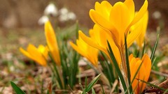 Flowers crocus yellow flowers