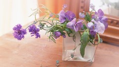 Flowers cups lifestyle