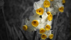 Flowers daffodils selective coloring