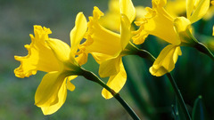 Flowers daffodils yellow flowers