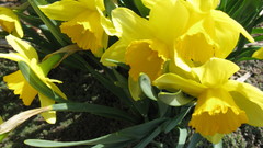 Flowers daffodils yellow flowers