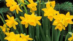 Flowers daffodils yellow flowers