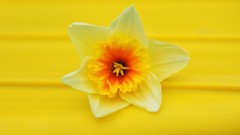 Flowers daffodils yellow flowers