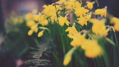 Flowers daffodils yellow flowers