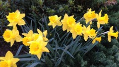 Flowers daffodils yellow flowers